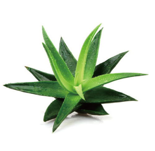 アロエベラ液汁