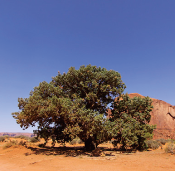 アルガン幹細胞