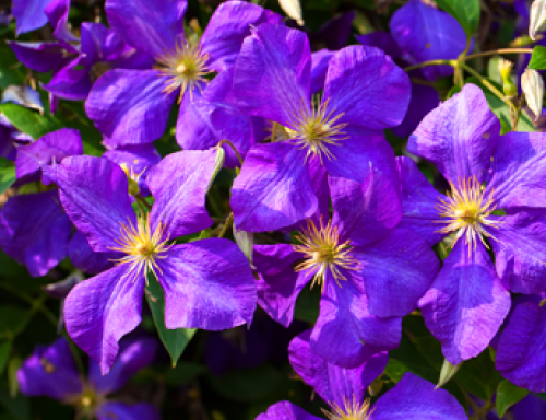 クレマティスエキス
 抗脂漏