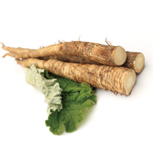 ゴボウ根エキス