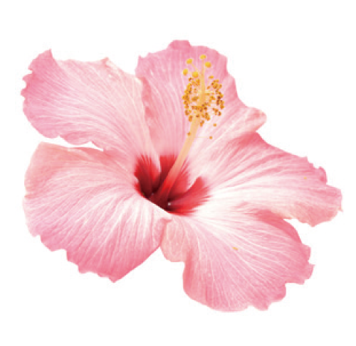 乳酸桿菌
 ハイビスカス花発酵液