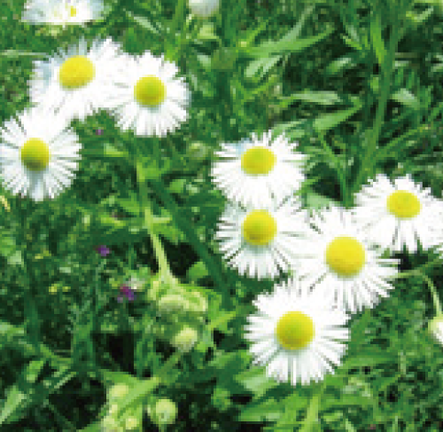 カミツレ花エキス