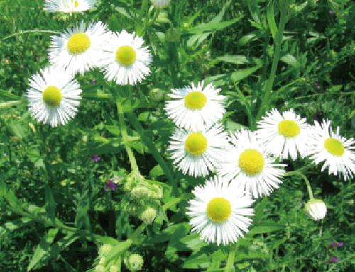 カミツレエキス
 抗炎症