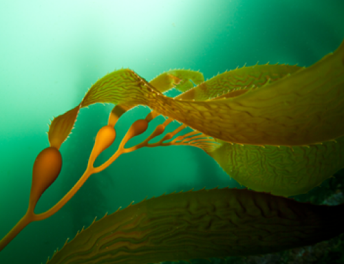 褐藻エキス
 皮膜形成