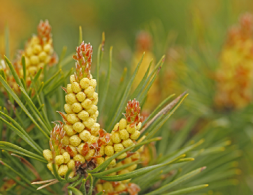 マツエキス
 消炎