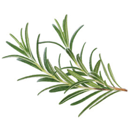 ローズマリー葉エキス