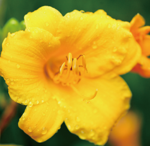 サッカロミセス
 デイリリー花発酵液