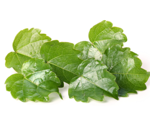 セイヨウキズタエキス 保湿