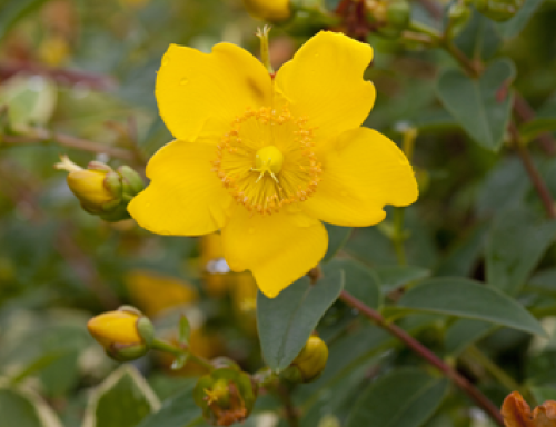 セイヨウオトギリソウエキス
 エラスチン保護