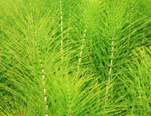 スギナエキス
 活性酸素消去