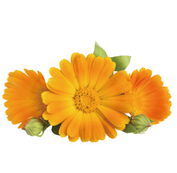 トウキンセンカ花エキス