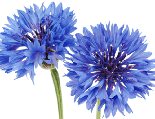 ヤグルマギクエキス
 表皮水分損失抑制